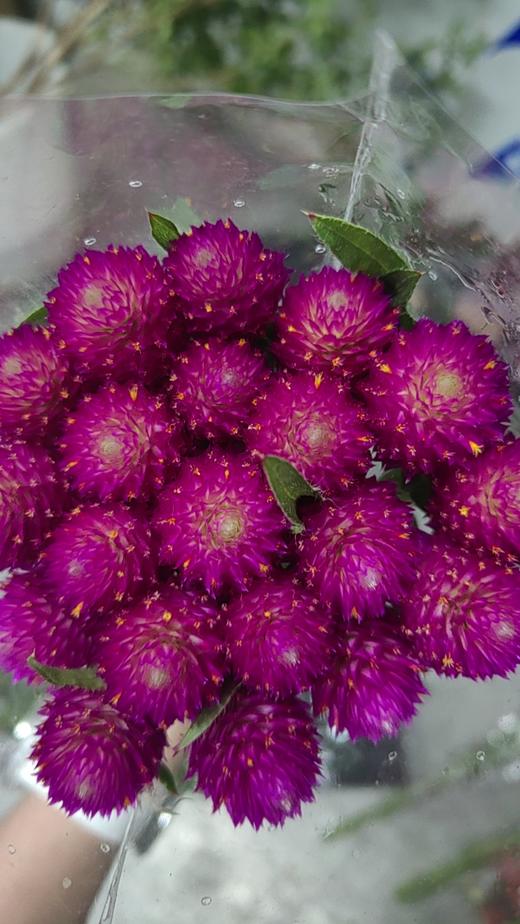 配花 | 单头千日红玫红 商品图0