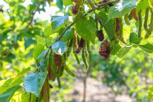 惠州慢姑娘桑葚庄园别墅轰趴 商品图14