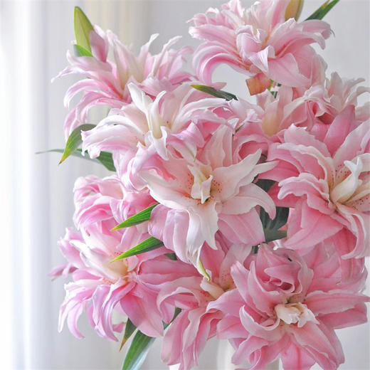 精品百合莲花1号莲花雅致多头重瓣 商品图2