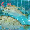 鲜活柠檬鱼(泥猛鱼) /斤 商品缩略图0