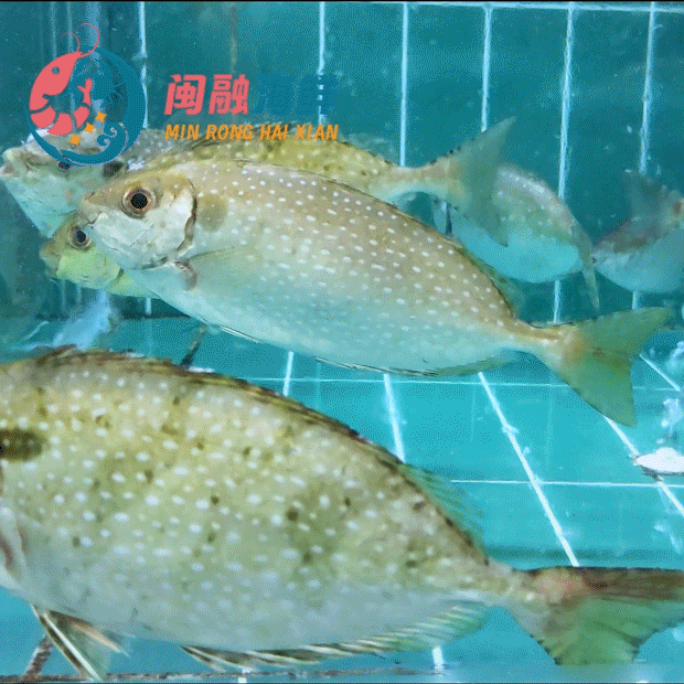 鲜活柠檬鱼(泥猛鱼) /斤