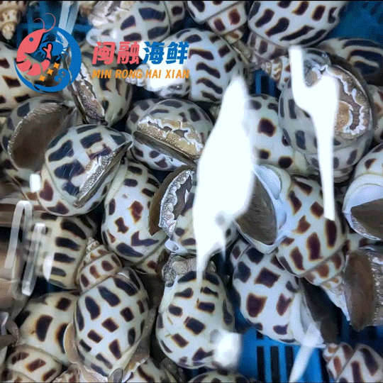 天然大花螺 /斤