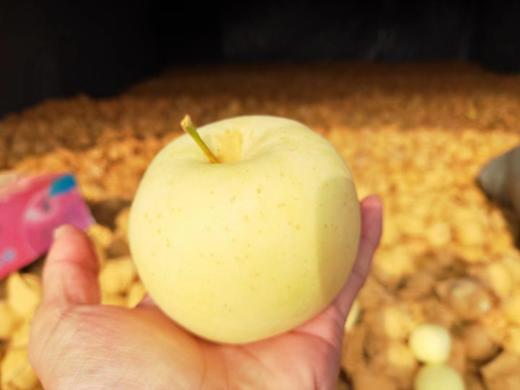 黄金奶油富士（2250g） 商品图1