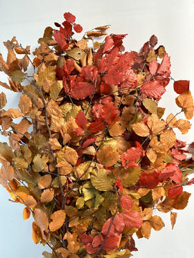 荷兰花材-【Faggio毛榉叶】永生