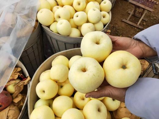 黄金奶油富士（2250g） 商品图10