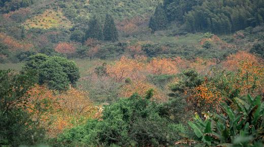 11月7号出发（从化）：桂峰村秋色（"小恭城"柿子红火挂枝头，"小龙脊"梯田稻浪涛涛） 商品图9