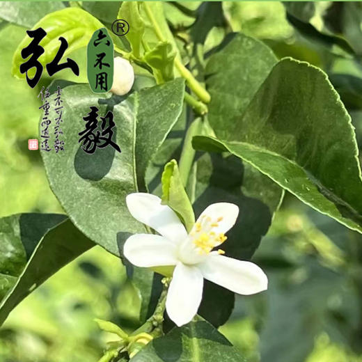 【弘毅六不用生态农场】六不用柠檬 青柠檬 不套袋 无农残 商品图2