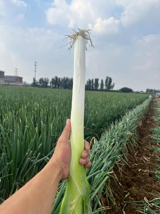 正宗章丘大葱今年首发
全国农产品地理标志
中国重要农业文化遗产
其“高、大、脆、白、甜”独一无二的特色享誉全国！毛重8斤，礼盒装 商品图2