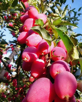 新疆伊犁鸡心果！这个秋天一定要吃一次，光照时间长，温差大，果子味浓，嘎呗脆，酸甜可口！3斤/箱