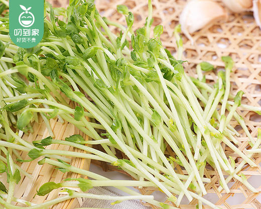 【叼鲜蔬】厦门新鲜豌豆苗/1份（约200g） 商品图1
