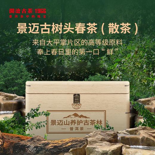 【尝一口春天的味道】澜沧古茶2023年景迈古树头春茶（散茶）500g 商品图0