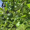 【弘毅六不用生态农场】六不用柠檬 青柠檬 不套袋 无农残 商品缩略图1