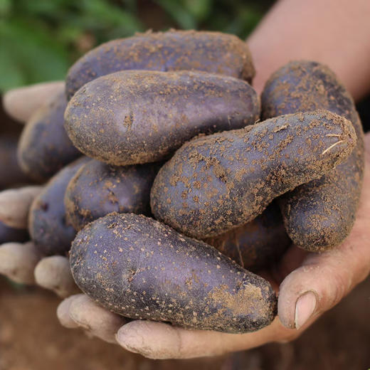 【紫美人土豆&花心土豆】富含花青素、肉质绵密细腻、浓郁的土豆香、堪称马铃薯贵族。 商品图3