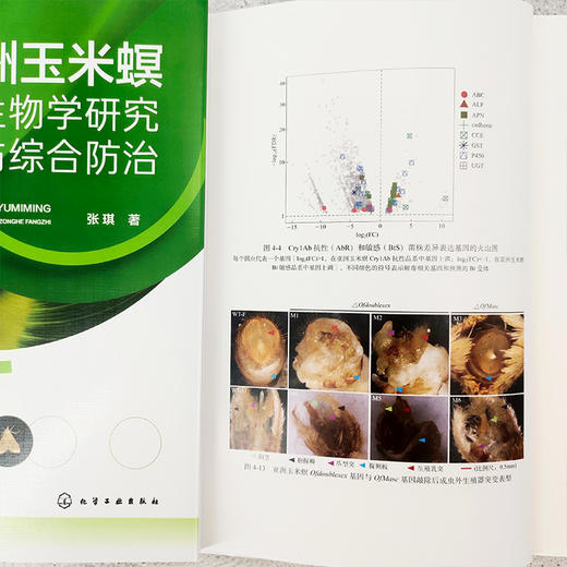 亚洲玉米螟生物学研究与综合防治 商品图4