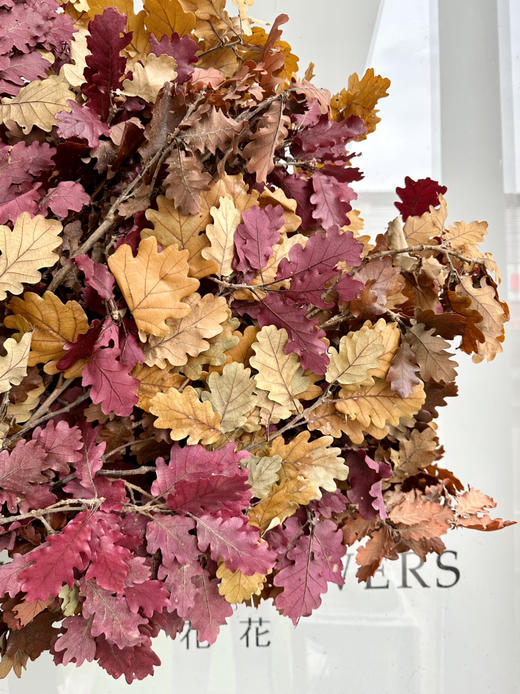 荷兰花材-【橡树叶】 商品图1