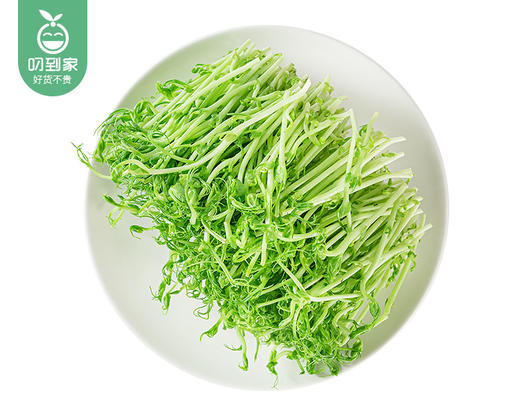 【叼鲜蔬】厦门新鲜豌豆苗/1份（约200g） 商品图4