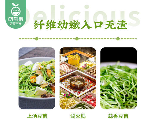 【叼鲜蔬】厦门新鲜豌豆苗/1份（约200g） 商品图3