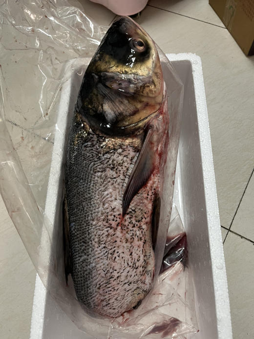 胖头鱼补运费链接 商品图0