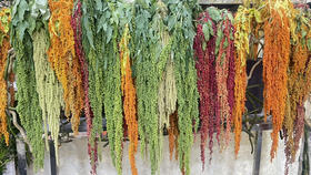 【不屈不挠】柔丽丝（情人泪） 5支/扎  多色可选