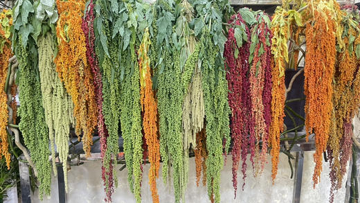 【不屈不挠】柔丽丝（情人泪） 5支/扎  多色可选 商品图0