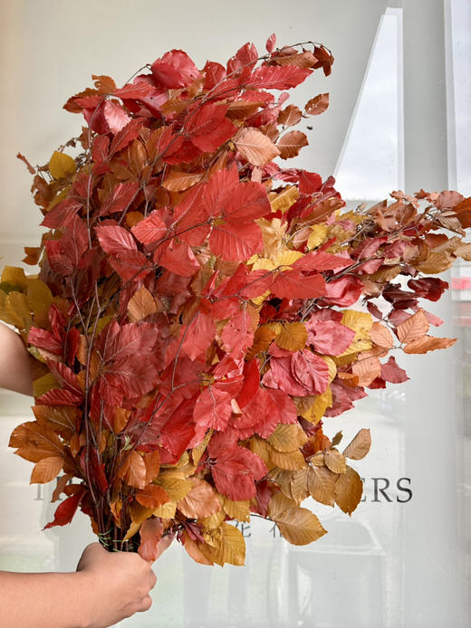 荷兰花材-【Faggio毛榉叶】永生 商品图2