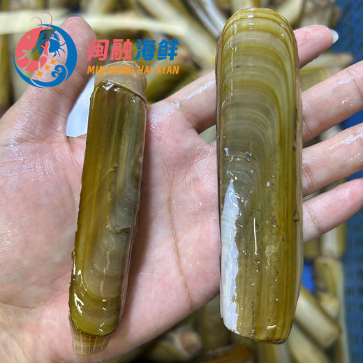 鲜活竹蛏/斤 商品图1