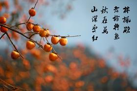 11月7号出发（从化）：桂峰村秋色（"小恭城"柿子红火挂枝头，"小龙脊"梯田稻浪涛涛）