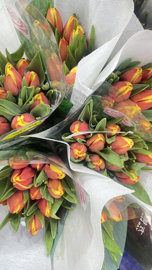 【国产郁金香】 -复色/双色  10支/扎 商品图7