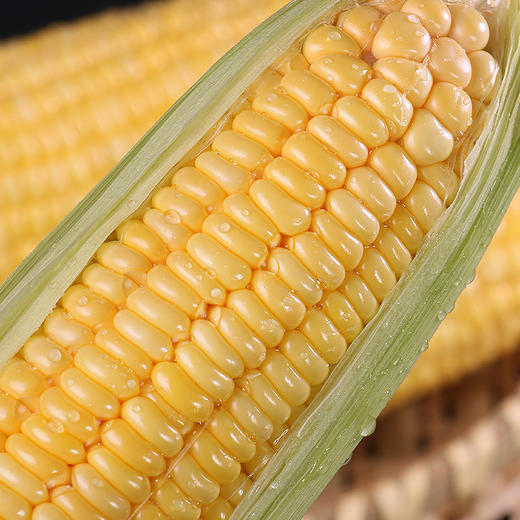 【两份十堰主城区包邮】郧阳区太阳花甜玉米5根/份 商品图1