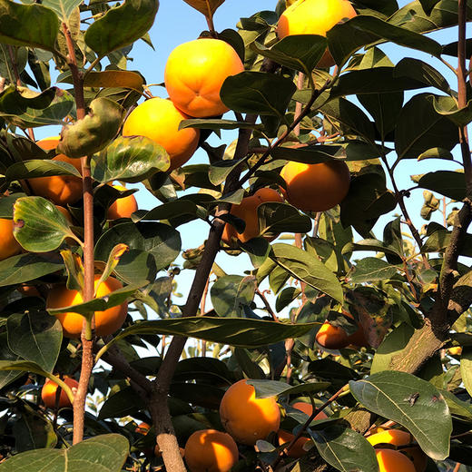 阳丰脆柿 商品图3