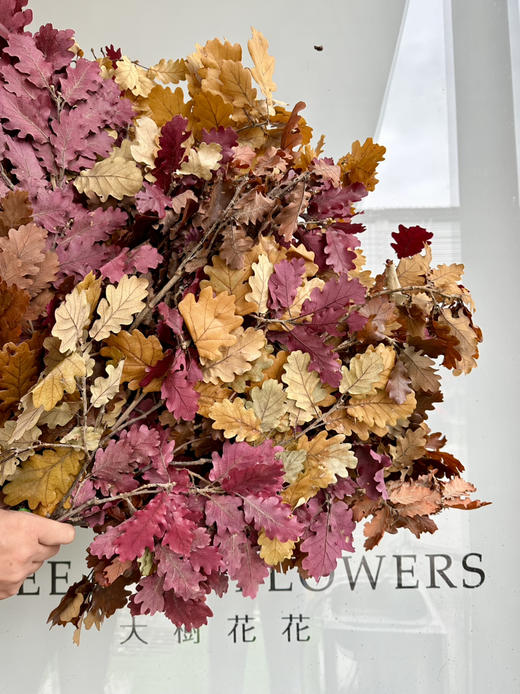 荷兰花材-【橡树叶】 商品图0