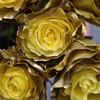 厄瓜多尔进口染色GOLD黄金玫瑰10支 商品缩略图3