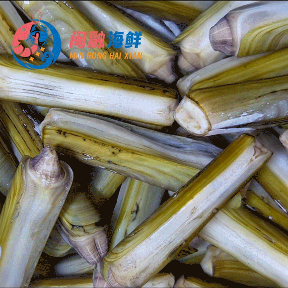 鲜活竹蛏/斤