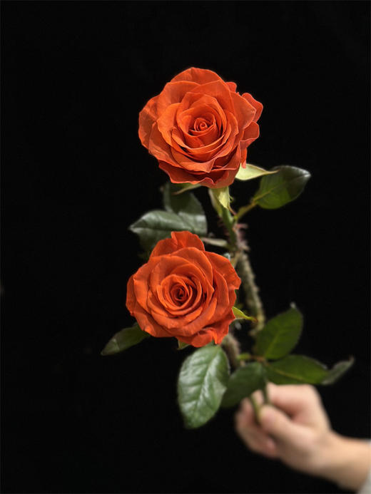 国产单头杏仁酒玫瑰10支 商品图5