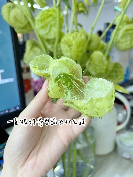 小清新花材！【糖棉】气球果 浪漫甜蜜 可可爱爱 无味道 花期长 别有生机的绿色花艺 商品图4