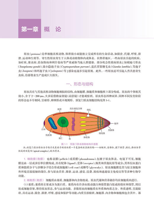 非洲寄生虫病图谱 贾铁武 李石柱 非洲流行寄生虫病地理分布病原学临床表现诊断治疗预防 人民卫生出版社9787117338400 商品图3