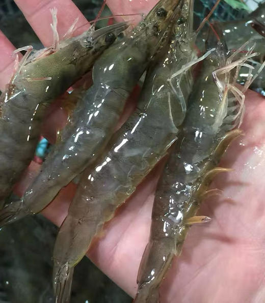 充氧配送小区门口自提！京鱼鲜生（金源燕莎店）鲜活海白虾，20-25只/500克，鲜活海鲜，太多不确定性，不能保证到手100％存活，保鲜不保活，谨慎下单！ 商品图1