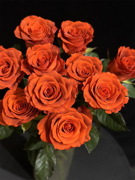 国产单头杏仁酒玫瑰10支 商品图4