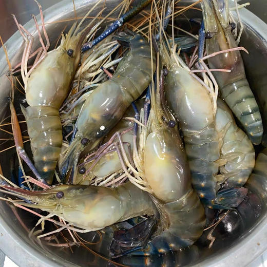 充氧配送小区门口自提！京鱼鲜生（金源燕莎店）鲜活罗氏虾，15-20头/500克，鲜活海鲜，太多不确定性，不能保证到手100％存活，保鲜不保活，谨慎下单！ 商品图0