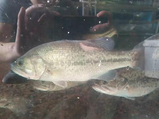 充氧配送至小区门口自提！京鱼鲜生（金源燕莎店）鲜活鲈鱼，600-700克/条 商品图1