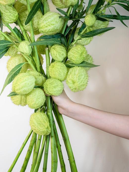 小清新花材！【糖棉】气球果 浪漫甜蜜 可可爱爱 无味道 花期长 别有生机的绿色花艺 商品图2