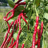 贵州生态糟辣椒  500g/袋（±20g） 商品缩略图4