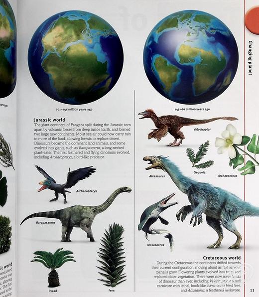 【中商原版】DK 图片中我们的世界 恐龙 Our World in Pictures The Dinosaur Book 英文原版 生命科学 百科科普 商品图4