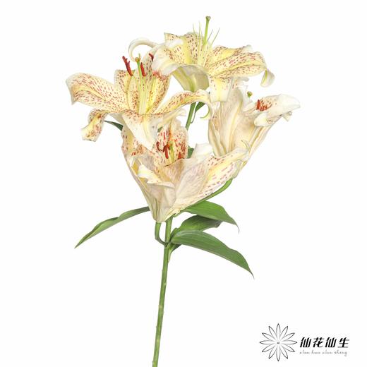 百合 | 老虎沐恩 商品图2