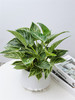 铂金钻盆栽 商品缩略图0