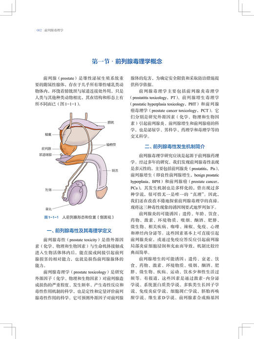 前列腺毒理学 孙祖越 周莉 前列腺毒性表现发生机制及其研究方法 研究典型案例 疾病防治教学研究专业人员指导 上海科学技术出版社 商品图4