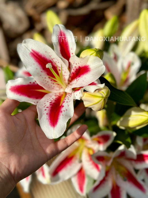 【笑脸香水百合】3头3支9朵/份 商品图10