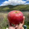 云南丽江玉龙雪山脚下的雪苹果 丑丑的外表  甜甜的内心 来自高原阳光的味道   口感清脆香甜  包邮发出 商品缩略图3