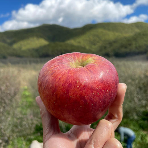 云南丽江玉龙雪山脚下的雪苹果 丑丑的外表  甜甜的内心 来自高原阳光的味道   口感清脆香甜  包邮发出 商品图3