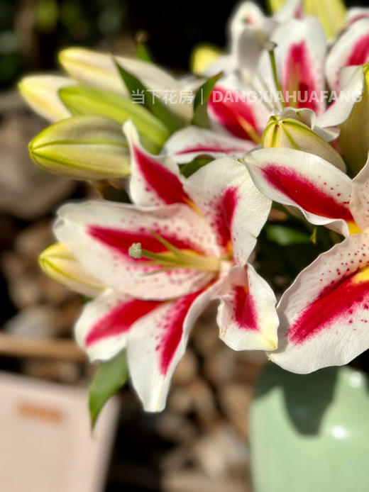 【笑脸香水百合】3头3支9朵/份 商品图7